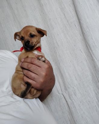 Cuccioli taglia piccola
