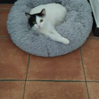 Gattina europea