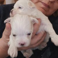 Maltesi cuccioli genitori pedigree ENCI