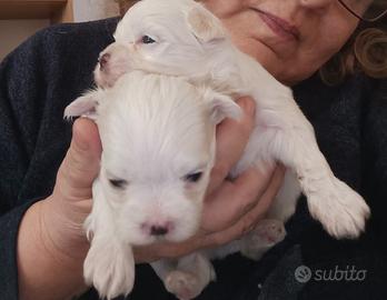 Maltesi cuccioli genitori pedigree ENCI