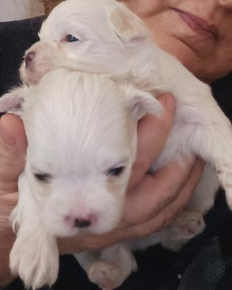 Maltesi cuccioli genitori pedigree ENCI