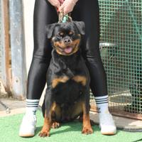 Rottweiler