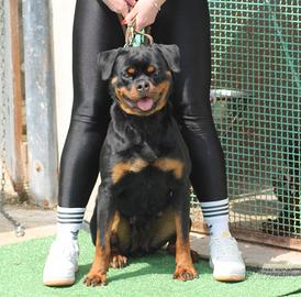 Rottweiler