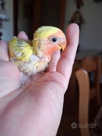 Inseparabile
