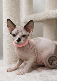 Sphynx consegna tutta Italia