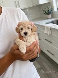 Maltipoo mini toy