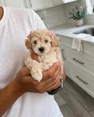 Maltipoo mini toy