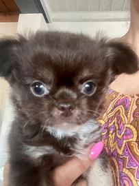 Chihuahua maschio