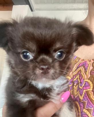 Chihuahua maschio