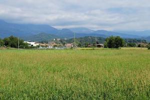 Terreno edificabile fronte SP222 - 15.300 mq