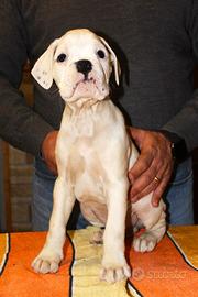 Cuccioli Boxer bianchi