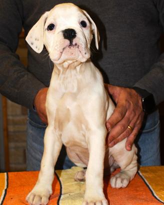 Cuccioli Boxer bianchi