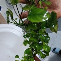 Anubias