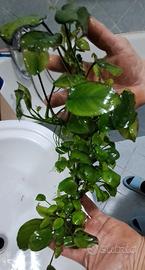 Anubias