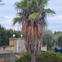 Albero palmawashingtonia