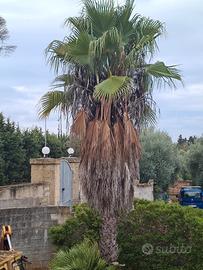 Albero palmawashingtonia