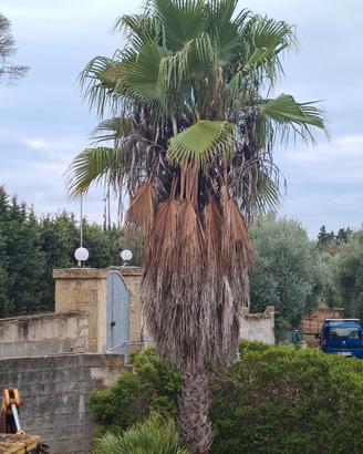 Albero palmawashingtonia