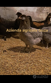 Galli galline marans