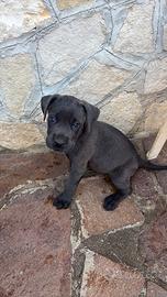 Cuccioli di cane corso