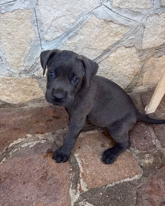 Cuccioli di cane corso
