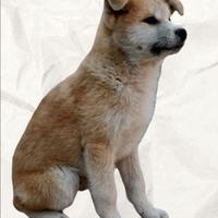 Akita INU cucciolo