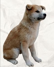 Akita INU cucciolo