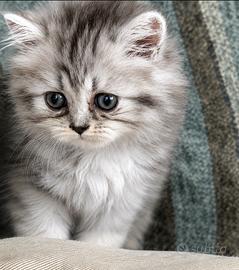 Persiana Silver Shaded Black