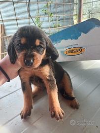 cuccioli con pedigree enci 
