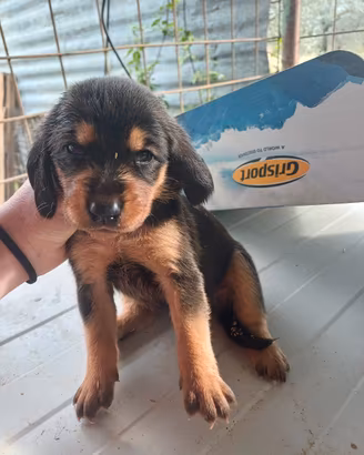 cuccioli con pedigree enci 