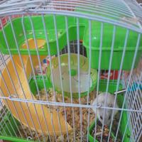 Criceto con gabbia gratis