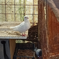 Piccioni