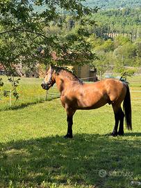 Cavallo