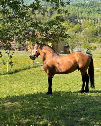 Cavallo