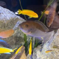 R_E_G_A_L_O n 3 CICLIDI MALAWI AFRICANI