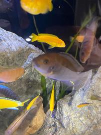 R_E_G_A_L_O n 3 CICLIDI MALAWI AFRICANI