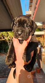 Cucciolo di cane corso originale