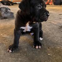 Cucciolo cane corso
