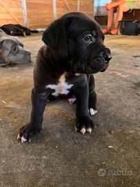 Cucciolo cane corso