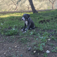 Amstaff blu nose