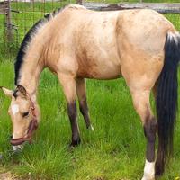 Cavalla cruzada 4 anni