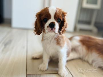 Cucciolo di Cavalier King con pedigree ENCI