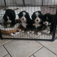 Cuccioli di Bovaro del Bernese