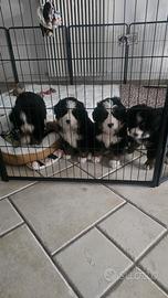 Cuccioli di Bovaro del Bernese