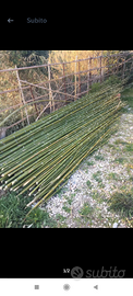 Canne di bambù