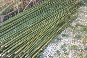 Canne di bambù