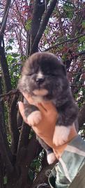 Akita inu 
