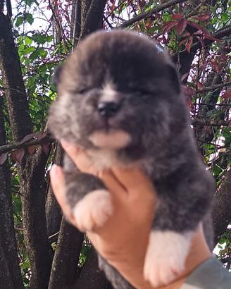 Akita inu 