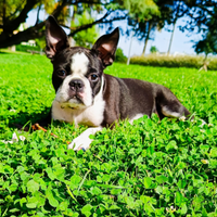 Boston terrier