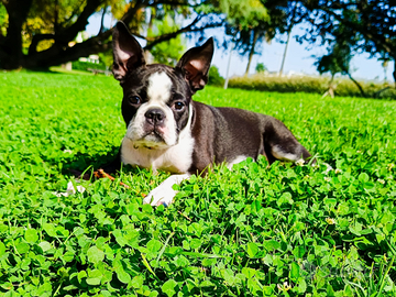 Boston terrier