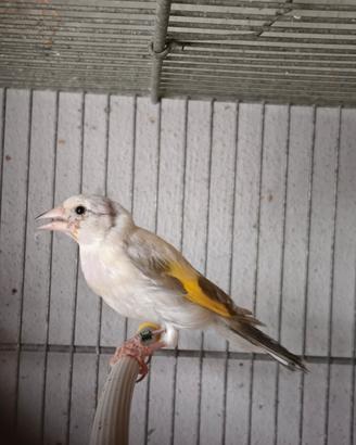 cardellino Opale 
